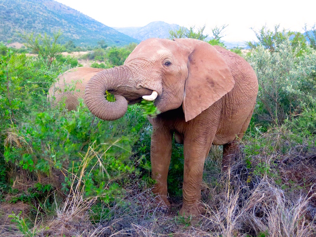 Big 5 safari animals, an Elephant in Pilanesberg National Park
