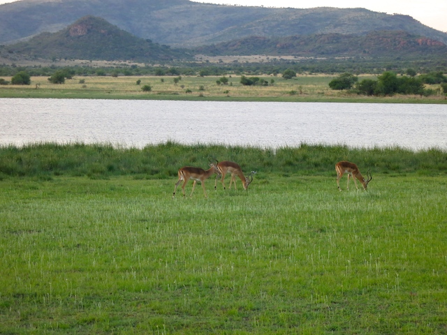 Looking for the Big 5 safari animals in Pilanesberg National Park