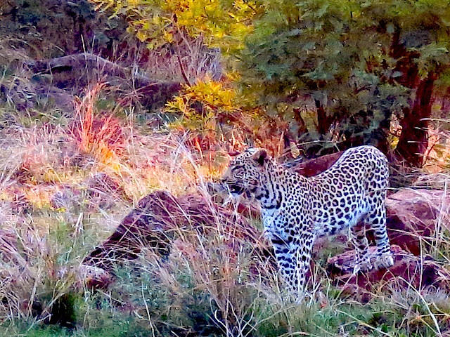 Leopard Big 5 safari animals