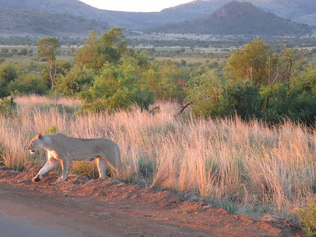 Lion crossing road Pilanesberg Game Reserve
