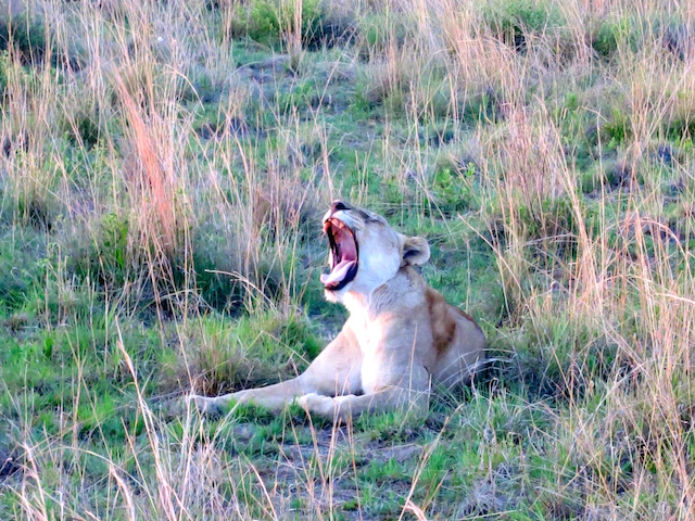 Lion yawning Pilanesberg Game Reserve