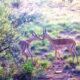 Romance in Sun City animal safari impalas