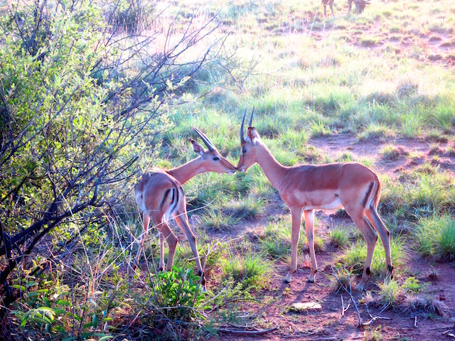 Romance in Sun City animal safari impalas