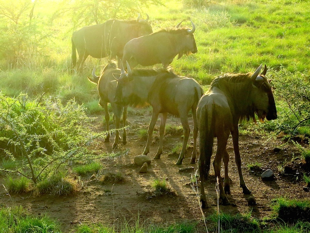 Sunset safari Pilanesberg National Park South Africa