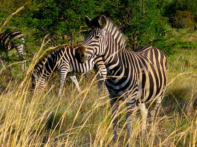 Zebras Luxury safari Pilanesberg