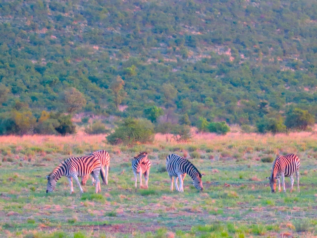 Zebras Pilanesberg Sun City South Africa