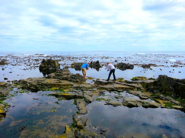 Things to do in Cape Town, urban foraging experience at Sea Point Promenade