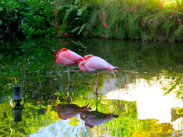 Flamingoes at Paradisus Punta Cana and Paradisus Palma Real