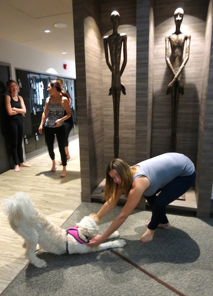 Winnipeg spas, Yoga Public, dog doing downward dog