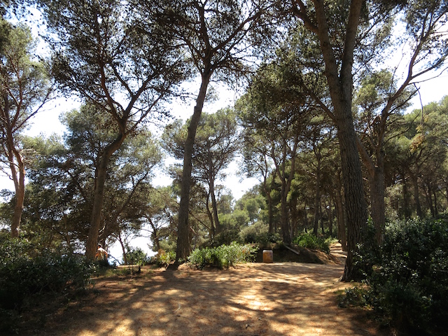 Coastal Forest path with trees near Lloret de Mar