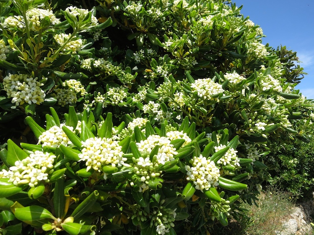 Flowers of Costa Brava Spain