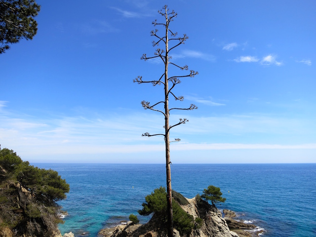 Lone tree against a blue sky.