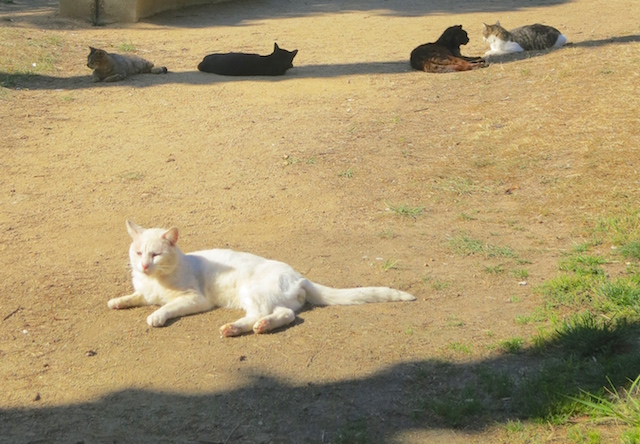 Cat park in Lloret de Mar.