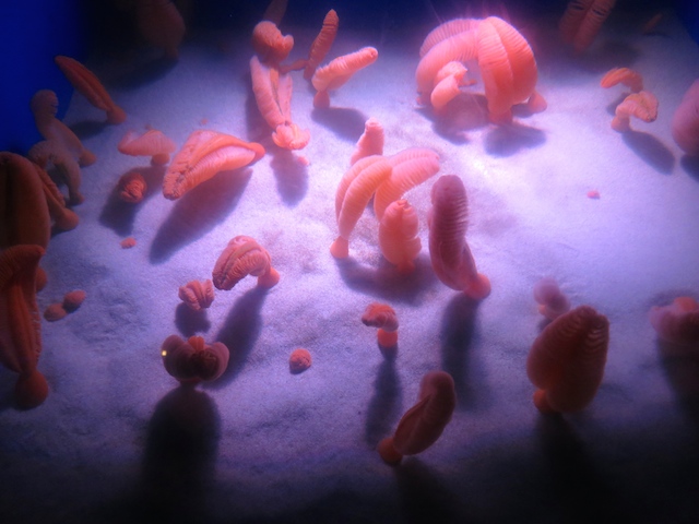 Ripley's Aquarium Toronto, Fleshy Sea Pen