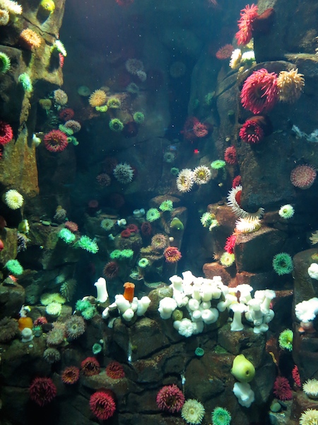 Ripley's Aquarium Toronto sea anemones