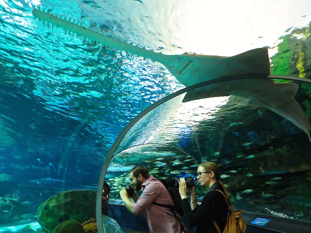 Sawfish at Ripley's Aquarium Toronto