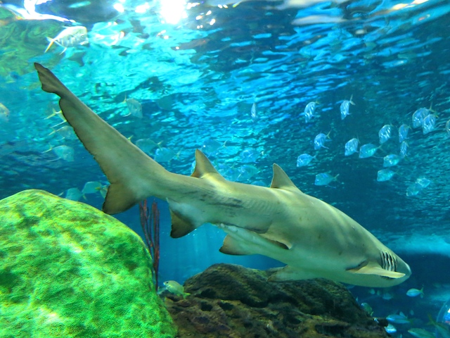 Sharks at Ripleys Aquarium Toronto