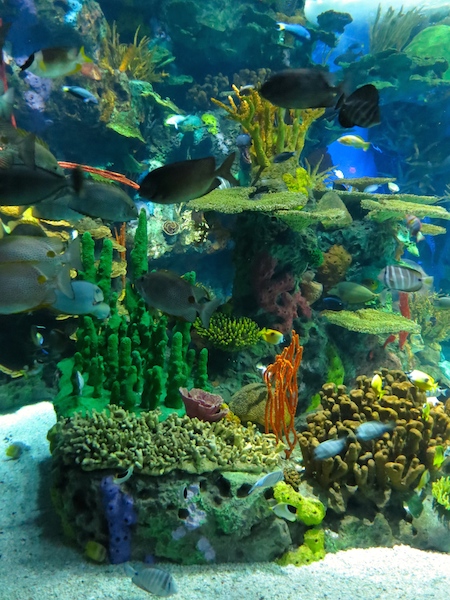 Travel guide Toronto Ripley's Aquarium of Canada