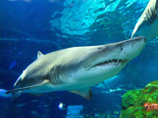 Visiting Ripley's Aquarium Toronto shark close up