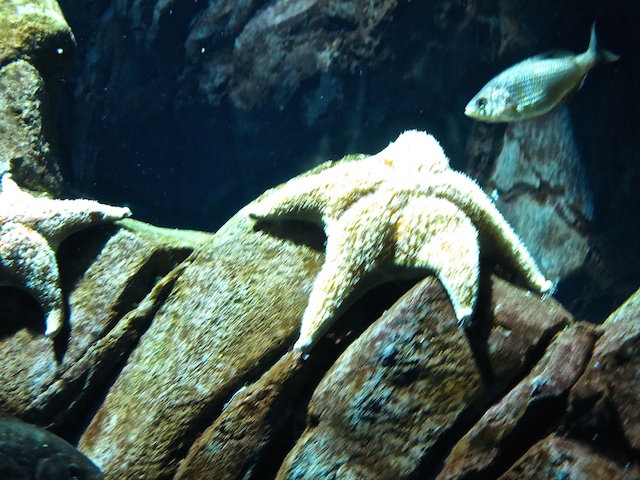 Visiting Ripley's Aquarium Toronto, starfish