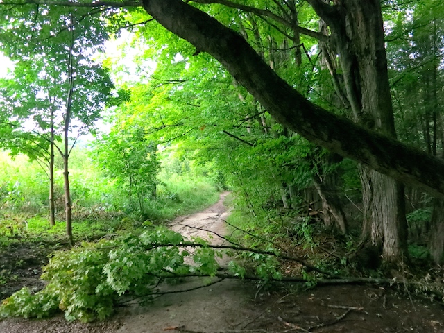 Hike the Bruce Trail Mono Provincial Park, tree down