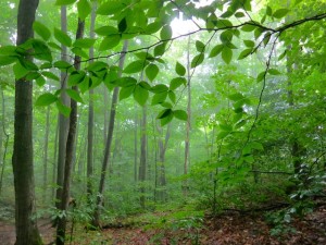 Luminous forest, hike the Bruce Trail
