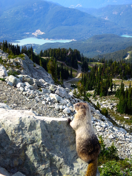 Whistling Marmot, Peak to Peak Whistler experience