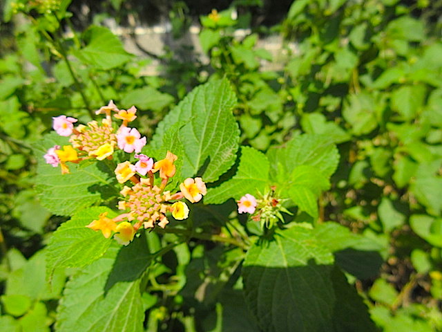 Visiting theMount of Beatitudes flowers