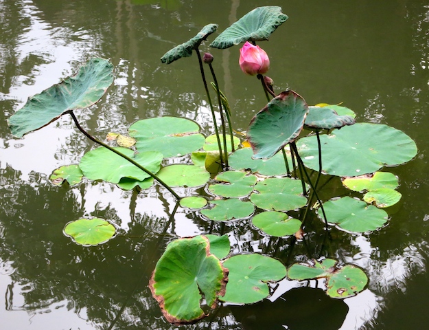 Luxury travel in Asia, water lilies