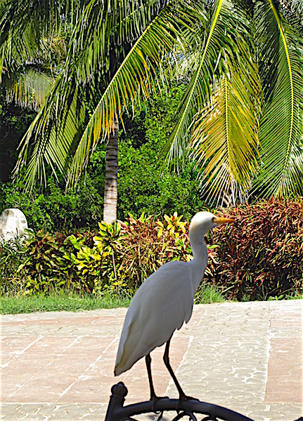 Birds of Varadero