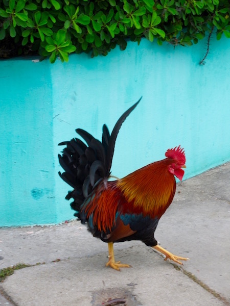 Cuba blog, rooster