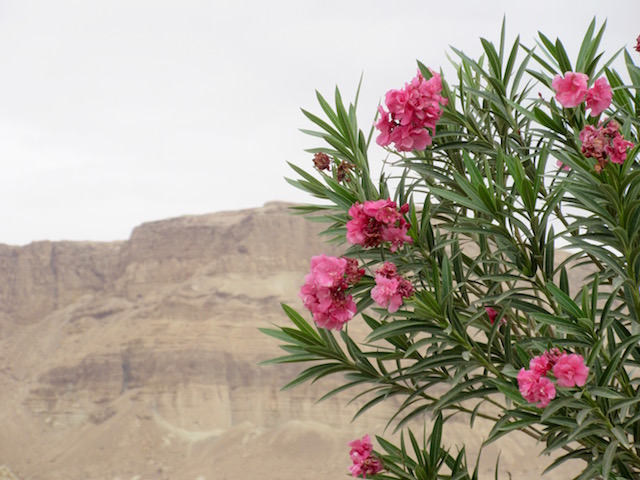 Flowers in Ein Bokek, Judean Desert