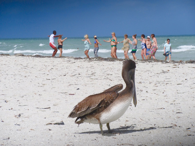 Paradisus Princesa del Mar, Varadero blog, pelican