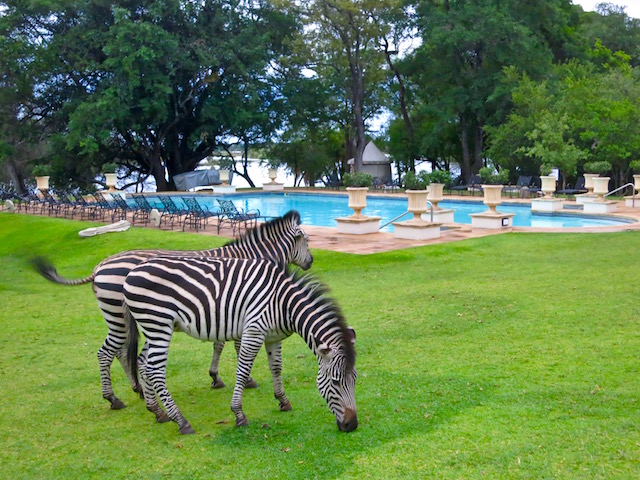 Royal Livingstone Hotel pictures, zebras, best hotel in Victoria Falls