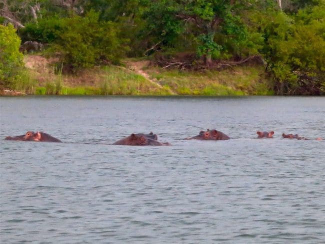 Victoria Falls view of hippos from Royal Livingstone Hotel