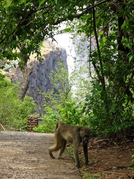 Victoria Falls photos, monkey