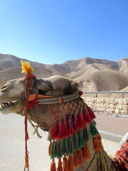 Funny camel closeup in the Judaean Desert