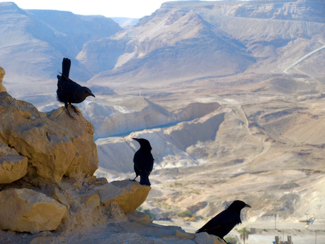 Black birds in the dry Judaean Desert