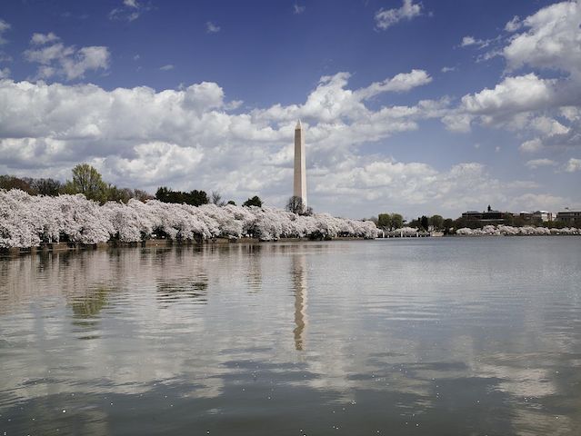 One day in Washington DC, cherry blossoms