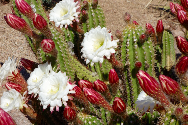 Hiking in Scottsdale, cactus in bloom