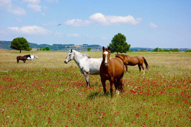 Horses along Canal du Midi France