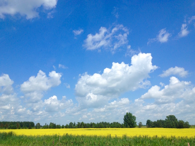 Saskatchewan field