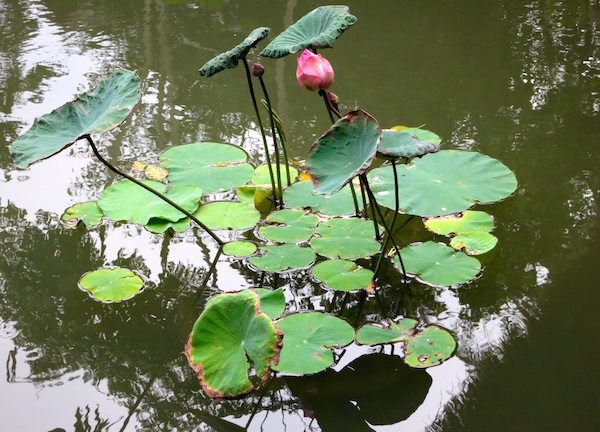 Lily pads in Thailand