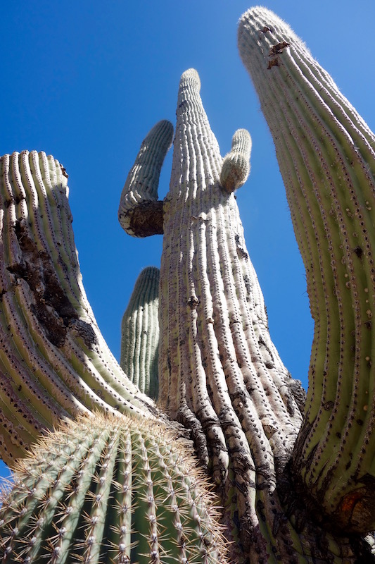 Scottsdale mountain biking Saguaro Cactus