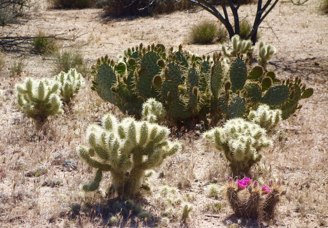 Scottsdale mountain biking at Brown's Ranch, cholla cactus