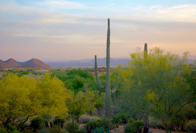 Sonoran Desert Four Seasons Scottsdale Resort