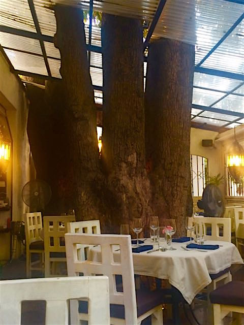 tree-in-tre-piatti-restaurant-in-puerto-vallarta-1