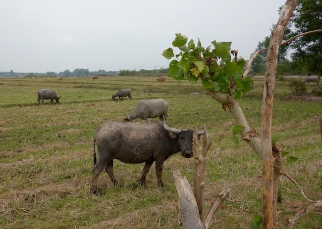 Water buffalo on cycling tour Vietnam