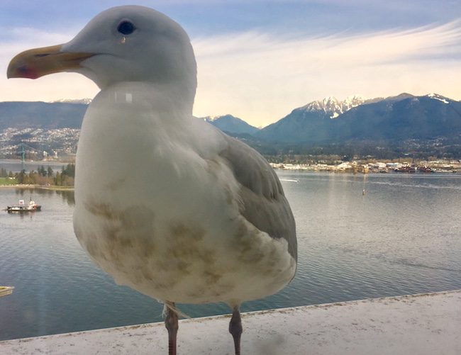 Canada Place Hotels, View from Pan Pacific Vancouver with seagull