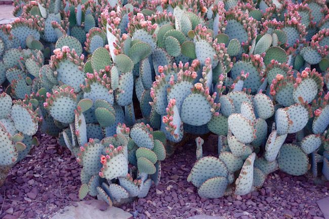 Arizona cactus in bloom, a snowbird destination